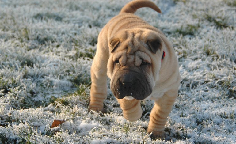 Shar Pei, dalla Cina con furore
