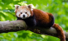 I panda rossi sono due. E il bracconaggio minaccia entrambi