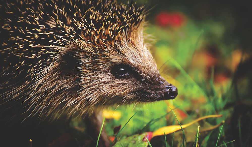 Cosa Fare Quando Si Incontra Un Riccio In Difficolta La Rivista Della Natura