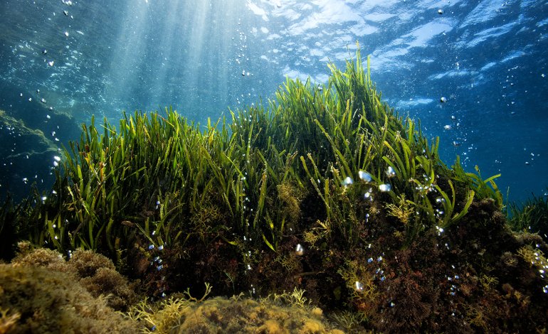 La Posidonia ci svela gli effetti dell’acidificazione del mare