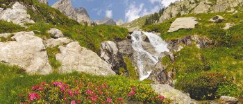 Alpi Marittime: un tesoro botanico sulla salita al rifugio Remondino