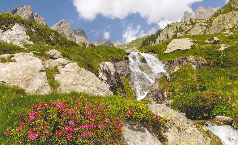 Alpi Marittime: un tesoro botanico sulla salita al rifugio Remondino