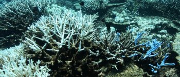 Non si ferma lo sbiancamento della barriera corallina