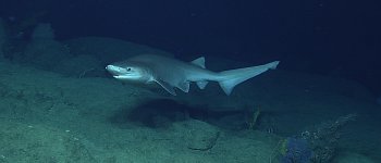 Pesca degli squali nel Canale di Sicilia: nuova cattura di specie a rischio