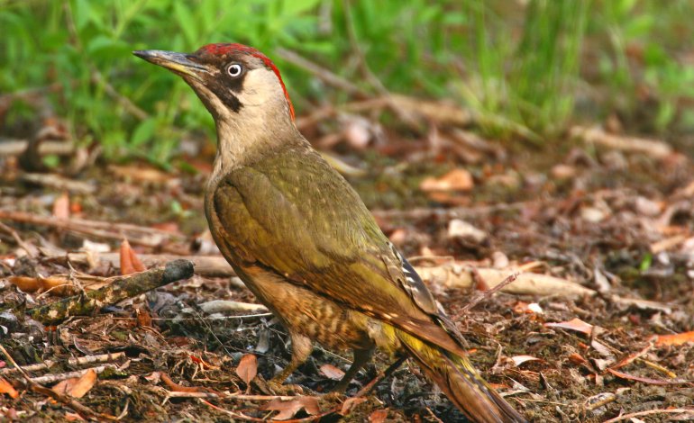 Il verso del Picchio verde, una risata che risuona tra gli alberi