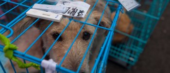 In Cina cani e gatti non sono più commestibili