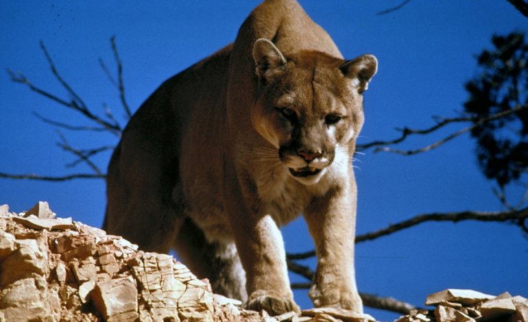 La complicata classificazione della sottofamiglia Felinae