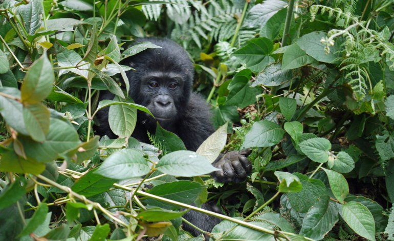 Agguato in Africa: uccisi 12 ranger