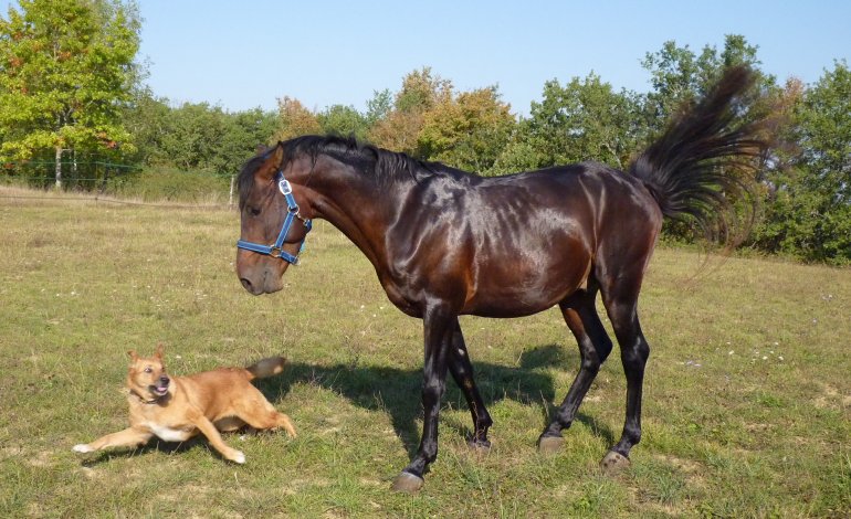 Sintonia perfetta fra cani e cavalli: lo dice la scienza