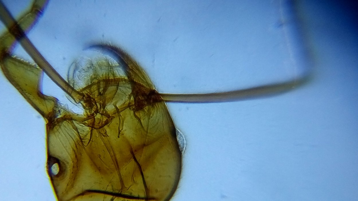 La Vita In Una Goccia D Acqua