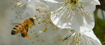 La Giornata mondiale delle api