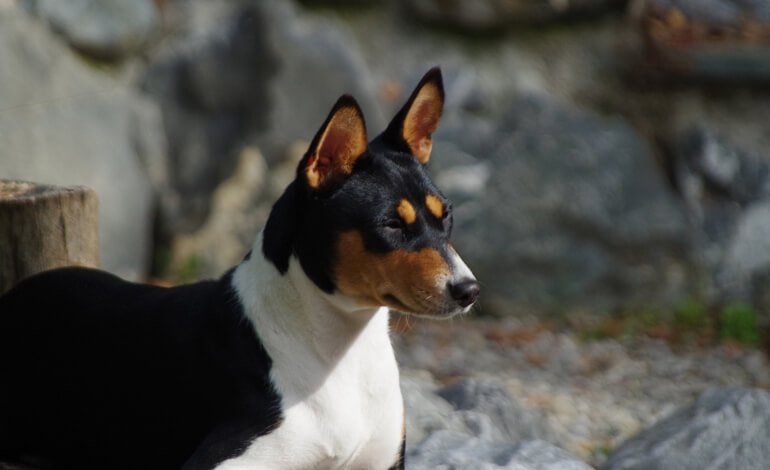 Basenji, il cane primitivo dall’antico Egitto