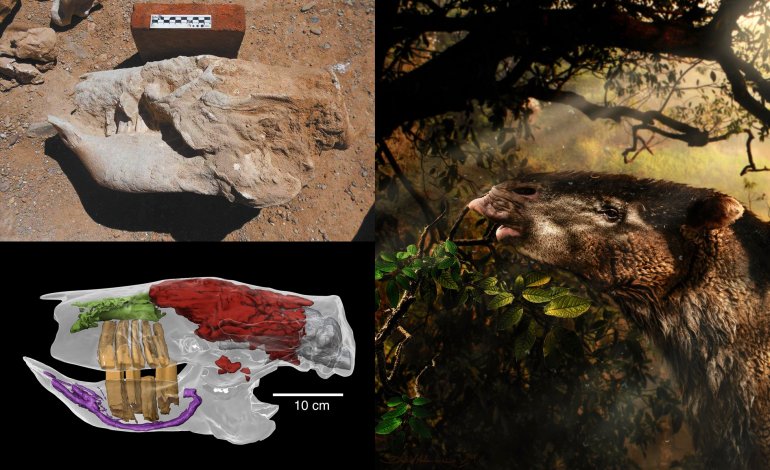 Bradipo, un passato da gigante