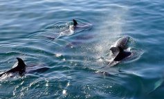 Studiare la biodiversità del Mediterraneo senza nuocere a balene e delfini