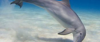 Il delfino in trance