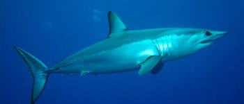 Gli squali mako del nord Atlantico sono salvi (per ora)