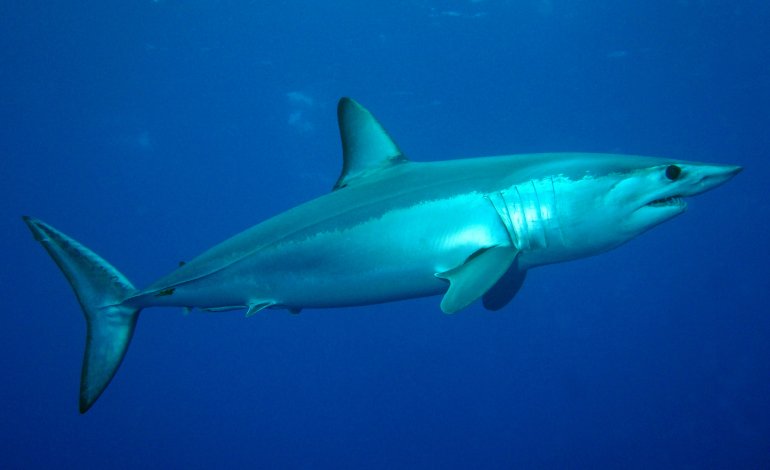 Gli squali mako del nord Atlantico sono salvi (per ora)