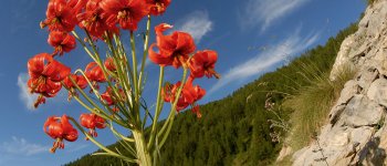 A caccia di fioriture sulle Alpi Liguri