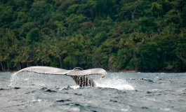 Le isole da sogno del Sud America: immersioni tra squali e balene