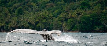 Le isole da sogno del Sud America: immersioni tra squali e balene