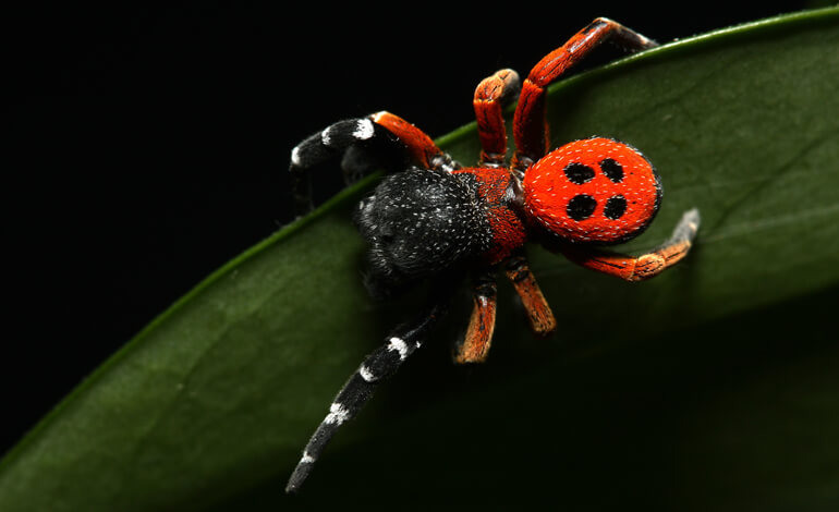 Ragno coccinella