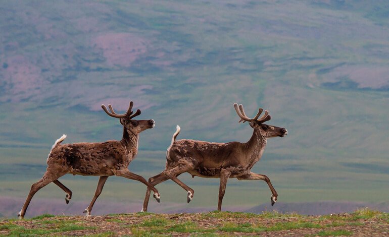 Ebbrezza ed eccitazione con gli allucinogeni