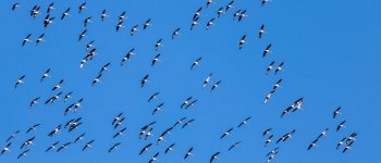 Tre lezioni di vita dagli uccelli migratori