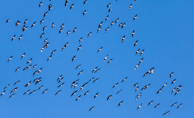Tre lezioni di vita dagli uccelli migratori