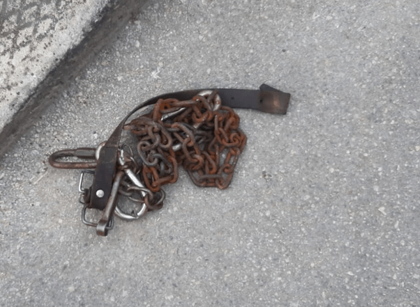 L’Oipa chiede giustizia per il cane barbaramente ucciso