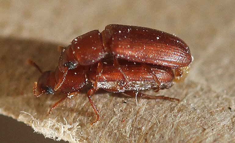 La monogamia fa male!
