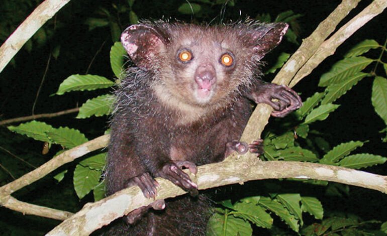 Animali anticonformisti