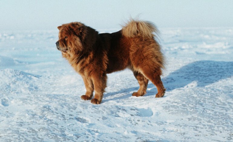 Chow chow, fiero delle sue origini millenarie