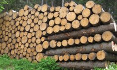 Tra il 15 e il 30% del legno nel mondo è illegale