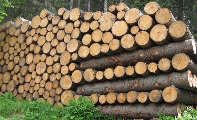 Tra il 15 e il 30% del legno nel mondo è illegale