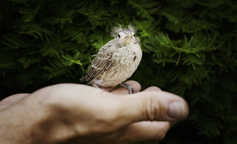 Fauna in difficoltà: come comportarsi