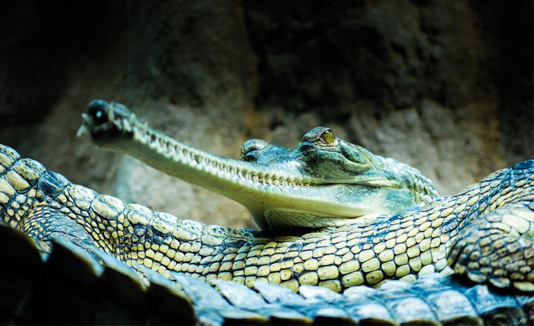 Simile a un coccodrillo, ma con i denti piccoli