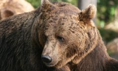 Mobilitazione contro l'uccisione “automatica e affrettata” dell’orso sul Monte Peller