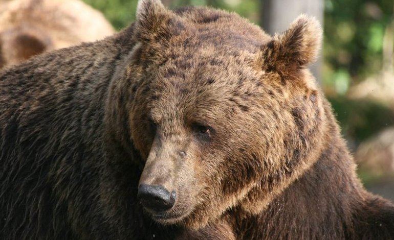 Mobilitazione contro l’uccisione “automatica e affrettata” dell’orso sul Monte Peller