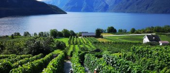 I floridi vigneti nei fiordi norvegesi