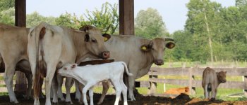 Diamo un nome ai quattro neonati vitellini di razza varzese