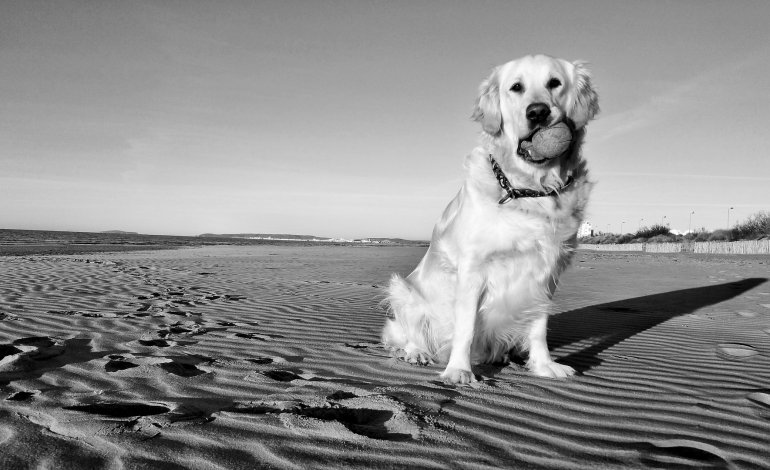 L’ENPA chiede spiagge per i cani