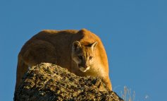 Il lungo viaggio dei Puma tra Africa, Asia e Americhe