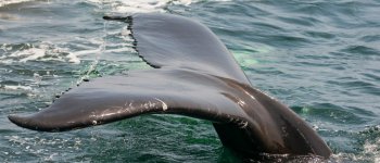 Cacca di balena… per salvare il Pianeta