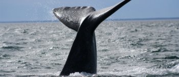 I cetacei visti da un’altra prospettiva: racconti di balene