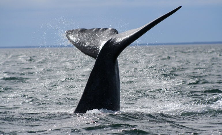 I cetacei visti da un’altra prospettiva: racconti di balene