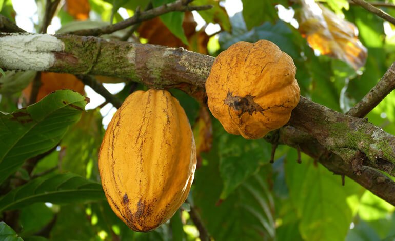 L’inarrestabile avanzata del cacao dal Nuovo Mondo all’Europa