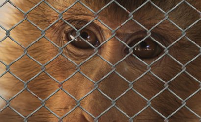 Storie di crimini contro gli animali e di chi li combatte