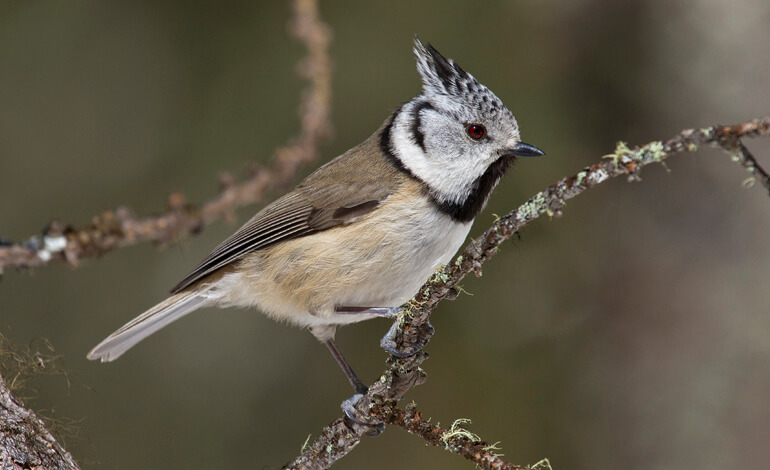 Cincia Dal Ciuffo Una Cresta Da Coiffeur