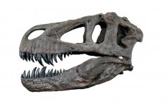 La storia dei dinosauri in 25 scoperte straordinarie