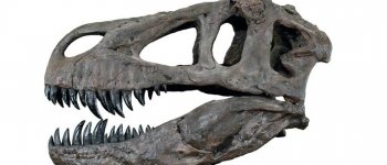 La storia dei dinosauri in 25 scoperte straordinarie